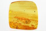 Fossil Aphid, Dark-Winged Fungus Gnat, and Gall Midge In Baltic Amber #328222-1